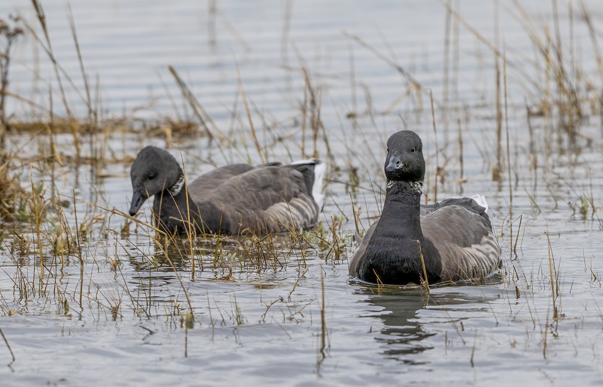 Yosun Kazı - ML645830593