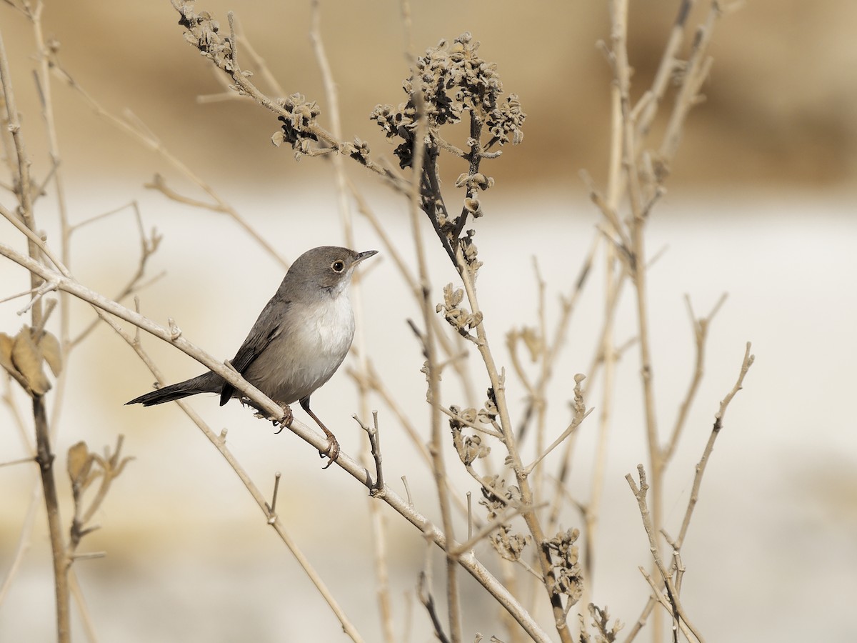 סבכי אשלים - ML645830595