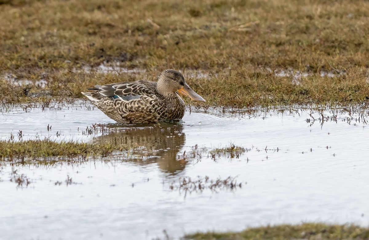 Kaşıkgaga - ML645830598