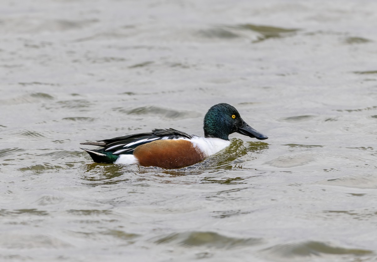 Kaşıkgaga - ML645830599