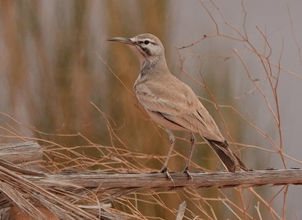 אלימון - ML645830603