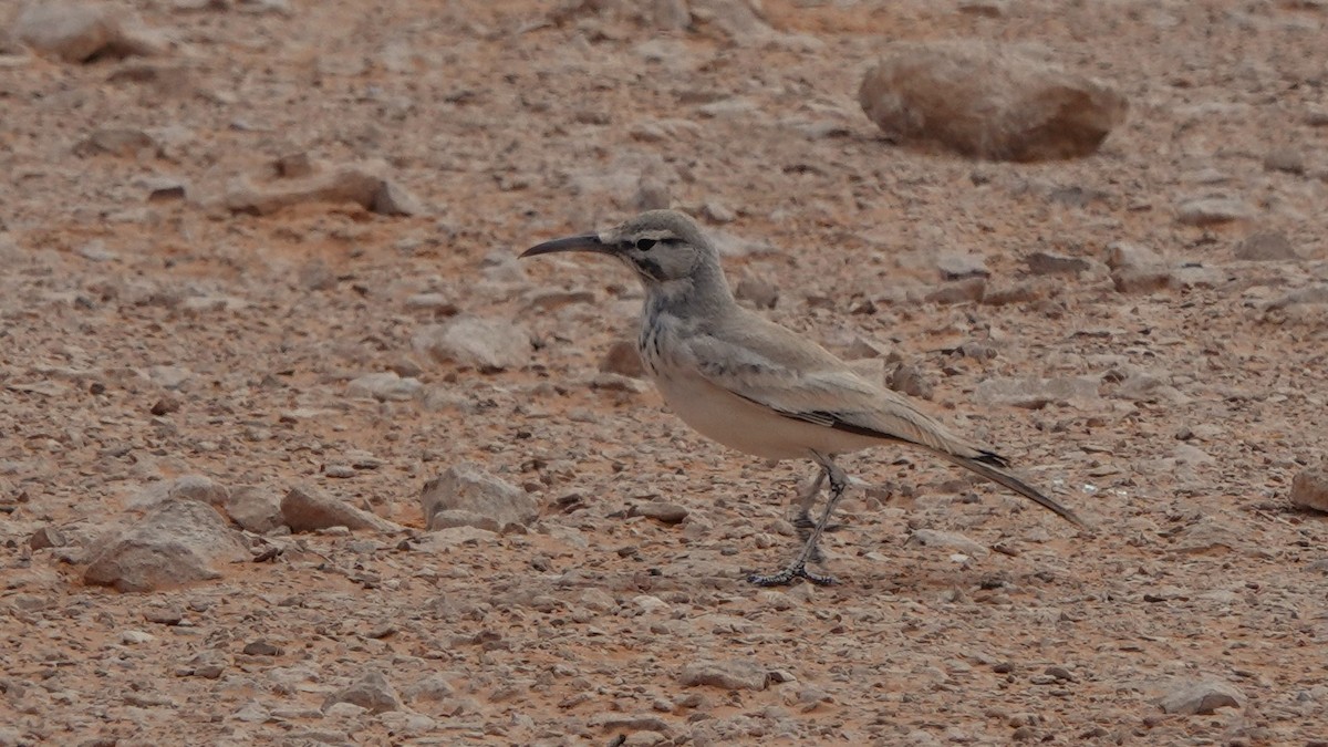 אלימון - ML645830605