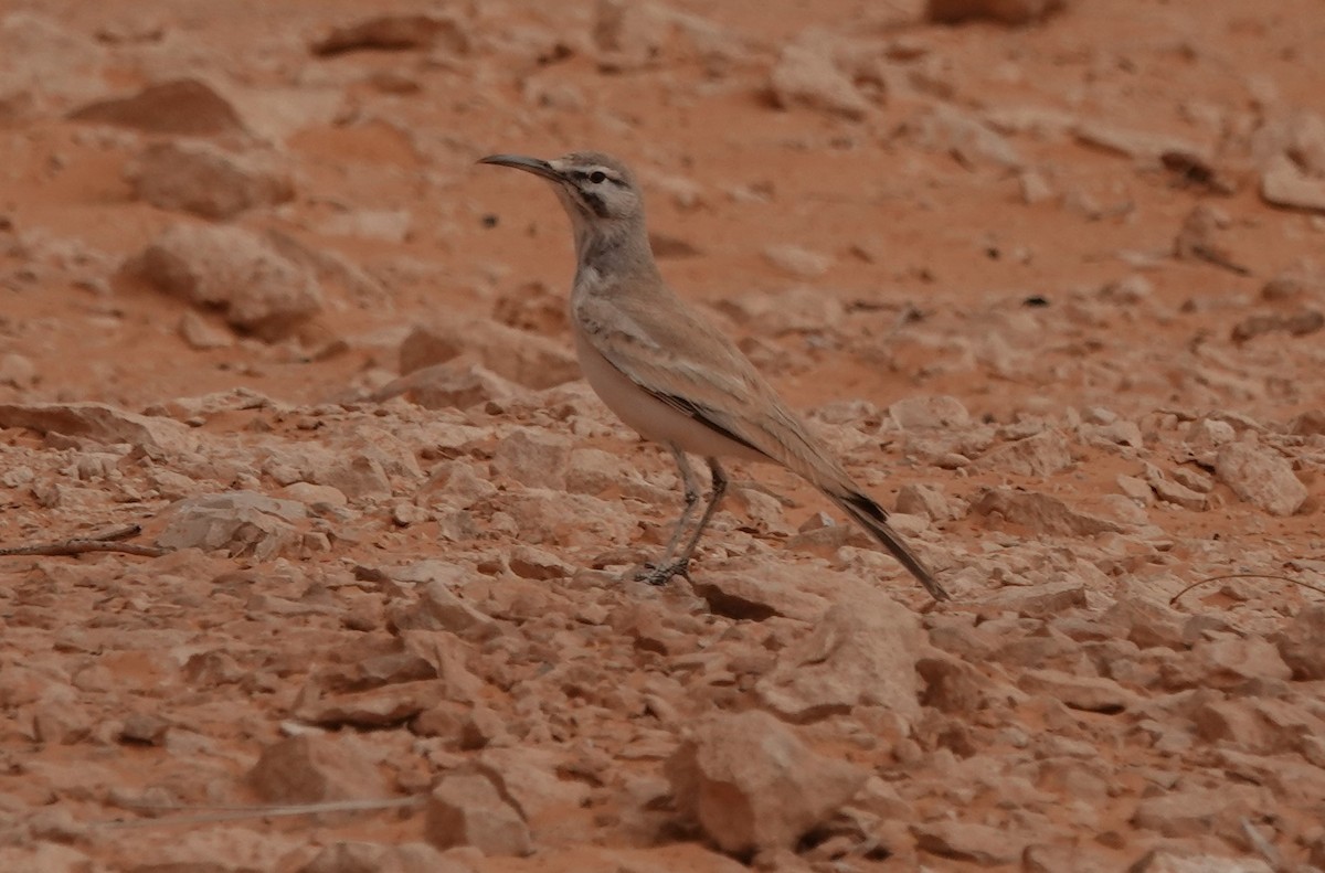 אלימון - ML645830606