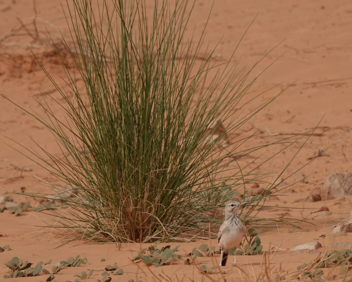 אלימון - ML645830607