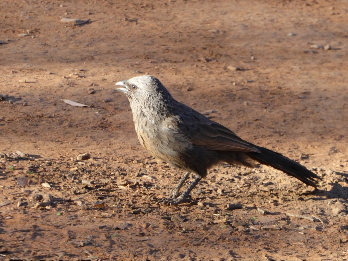 Apostlebird - ML645830608