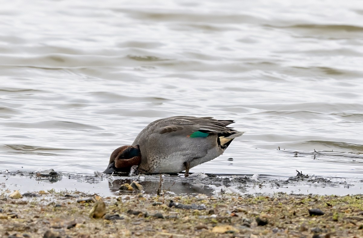 Çamurcun (crecca) - ML645830609