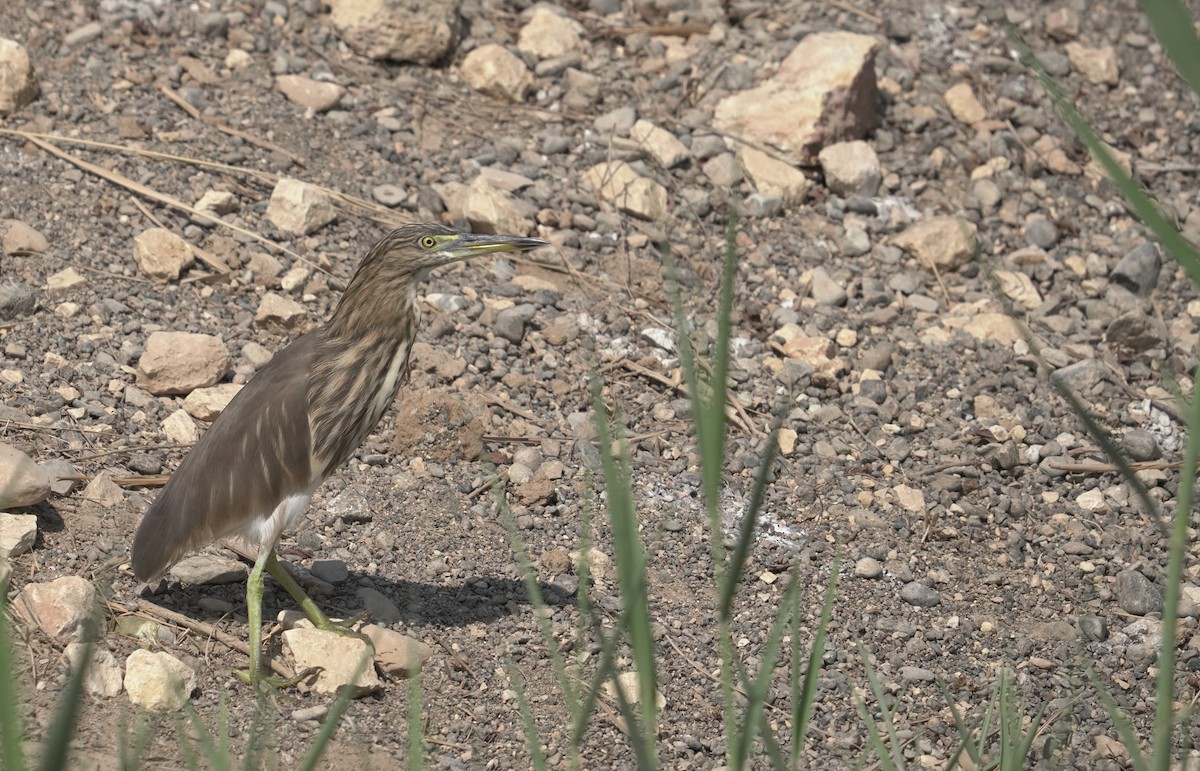 אנפית סוף הודית - ML645830612