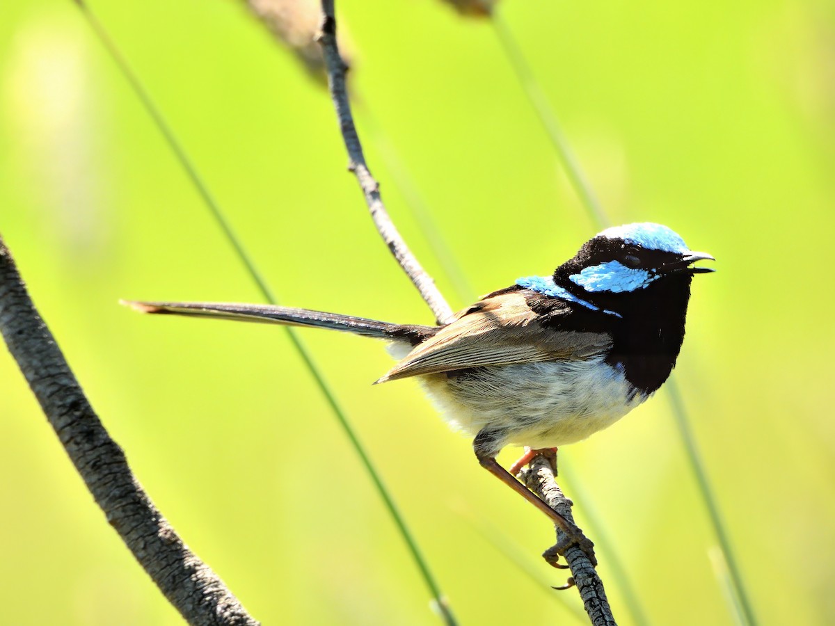 Superb Fairywren - ML645830613
