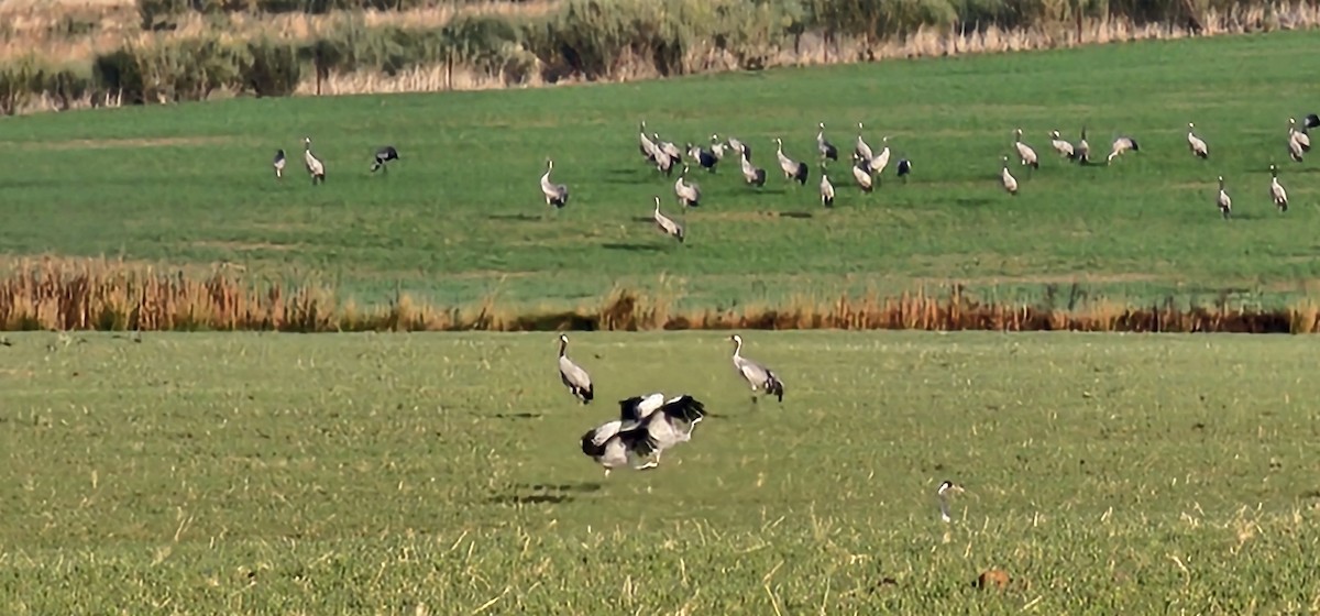 עגור אפור - ML645830615