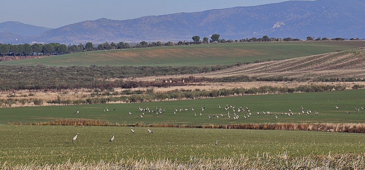 עגור אפור - ML645830616