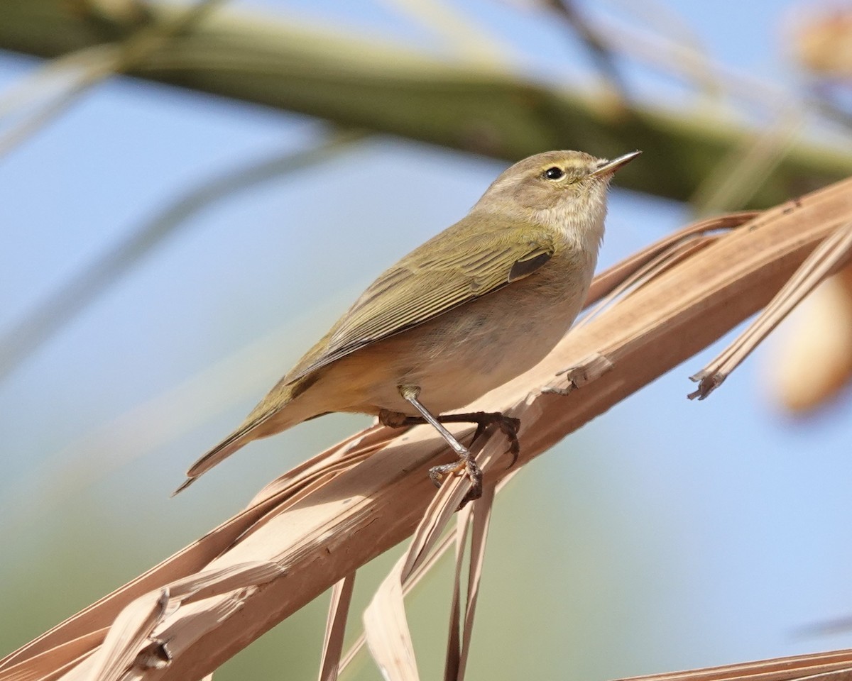 עלווית חורף - ML645830618
