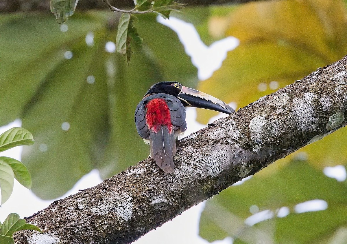 Collared Aracari - ML645830619