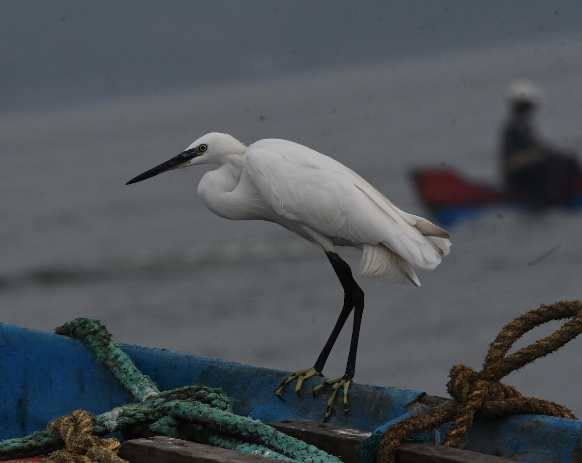 לבנית קטנה - ML645830620