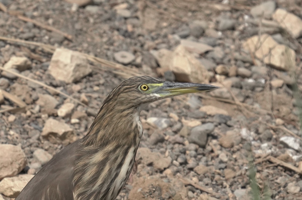 אנפית סוף הודית - ML645830621