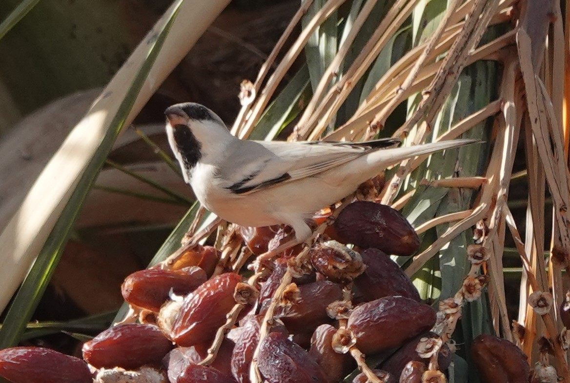 דרור מדבר - ML645830622