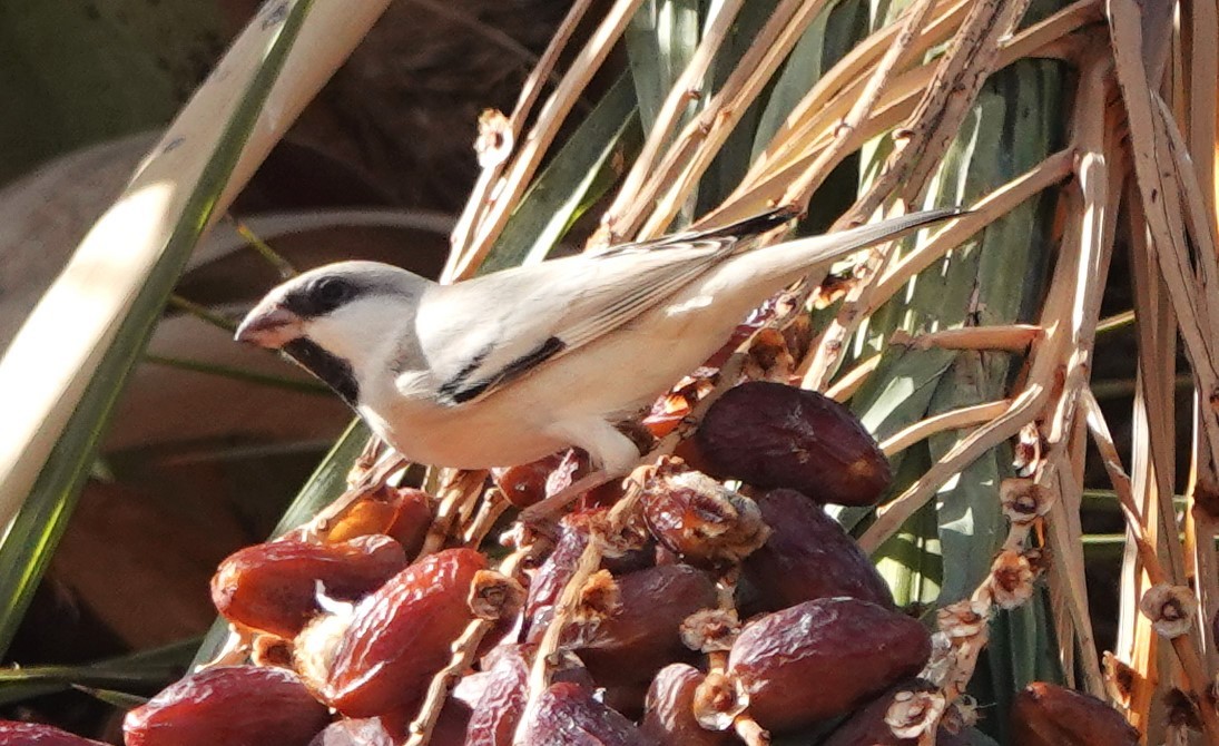 דרור מדבר - ML645830623