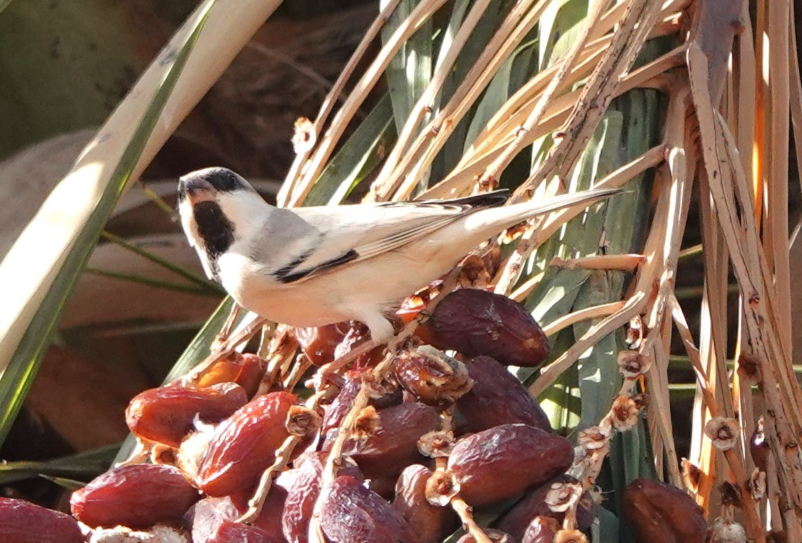 דרור מדבר - ML645830624