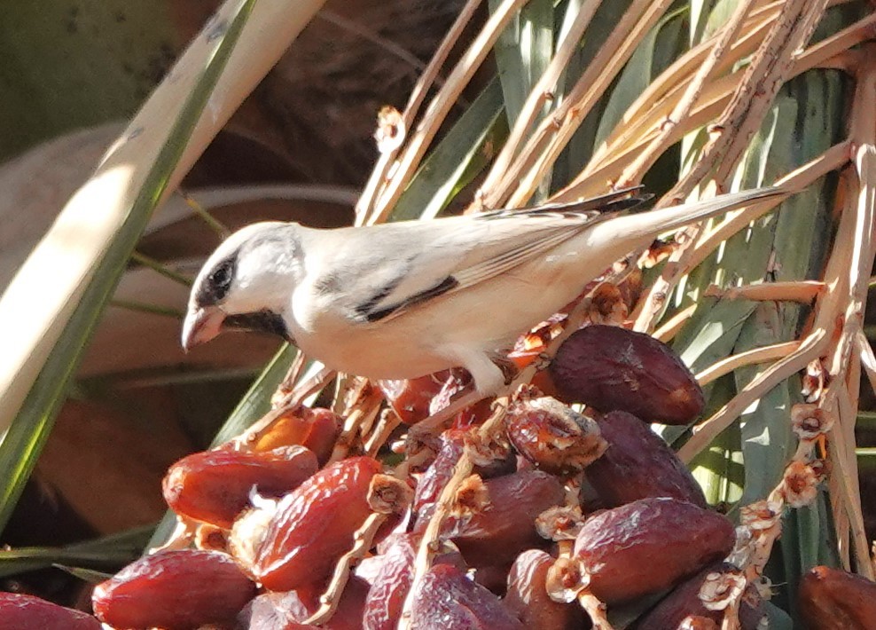 דרור מדבר - ML645830625