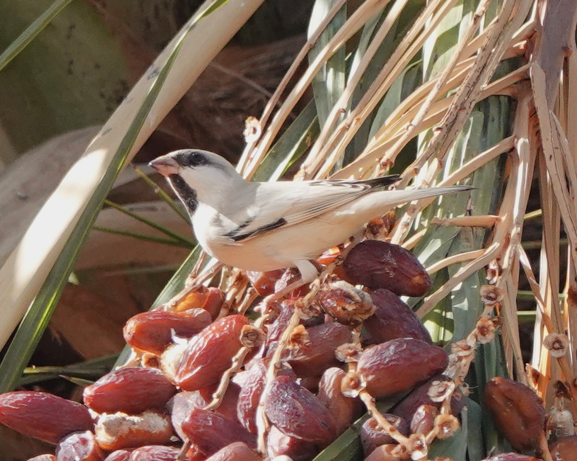 דרור מדבר - ML645830626