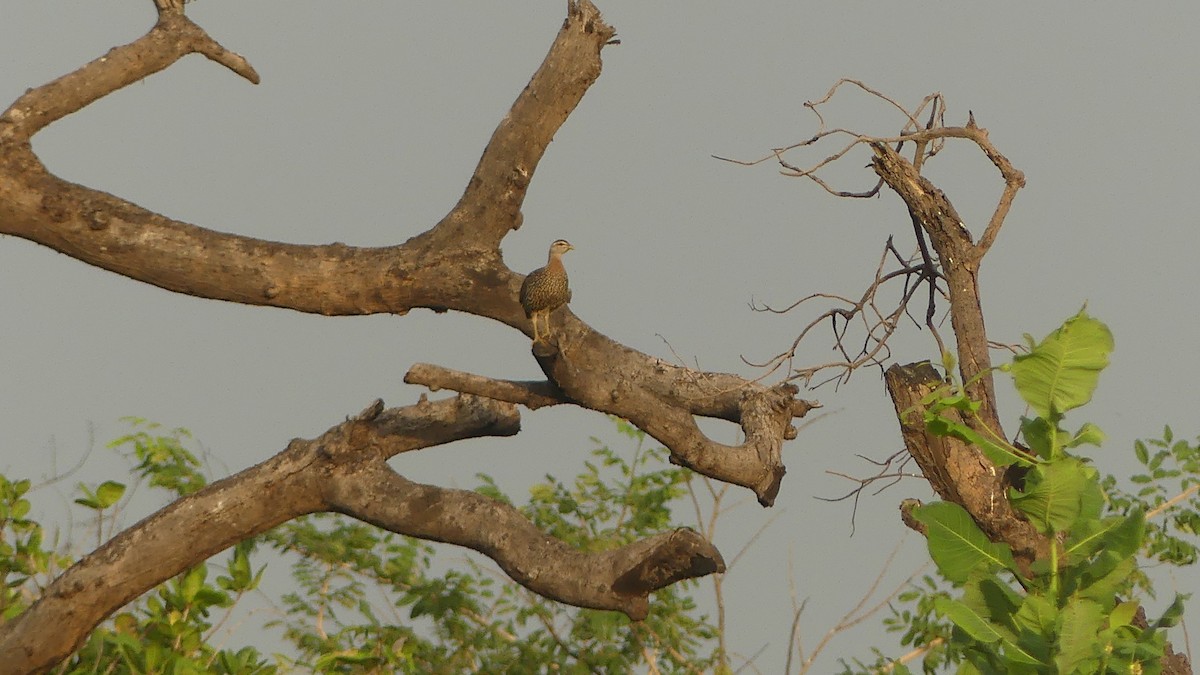 פרנקולין דו-דרבני - ML645830627