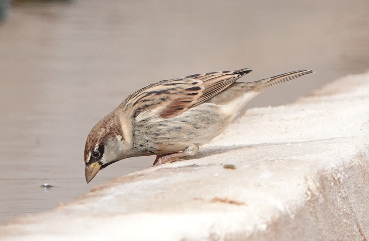 דרור ספרדי - ML645830630