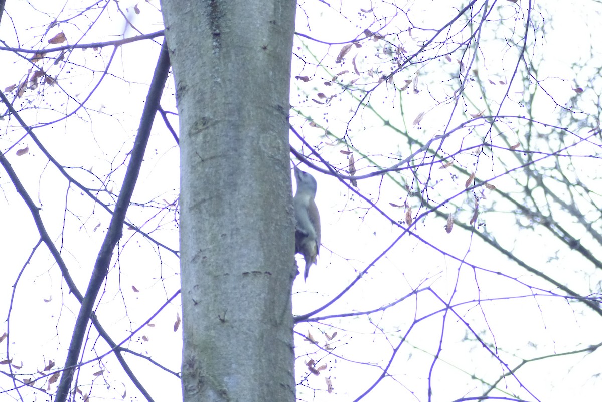 Жовна сива - ML645830631