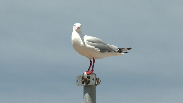 Silver Gull (Silver) - ML645830639