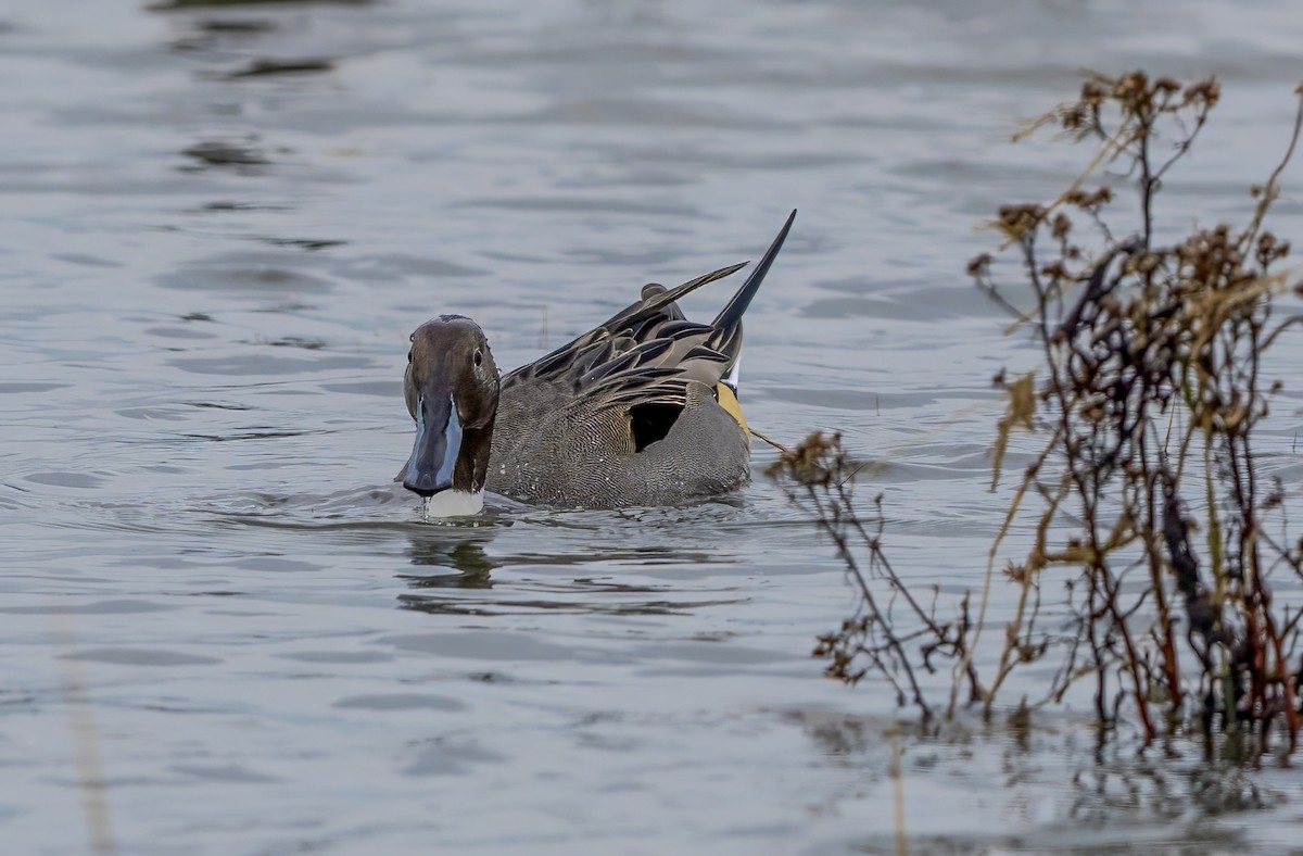 Kılkuyruk - ML645830644