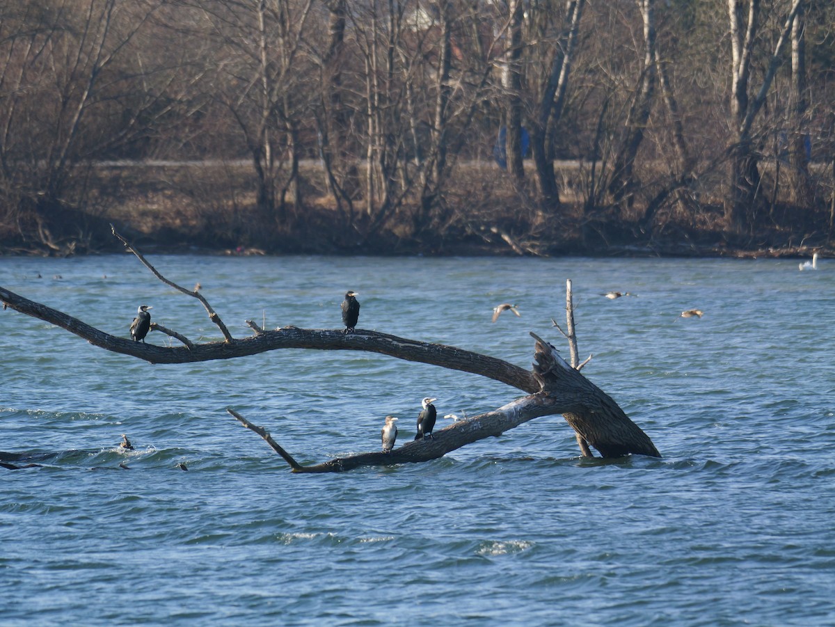 Great Cormorant - ML645830645