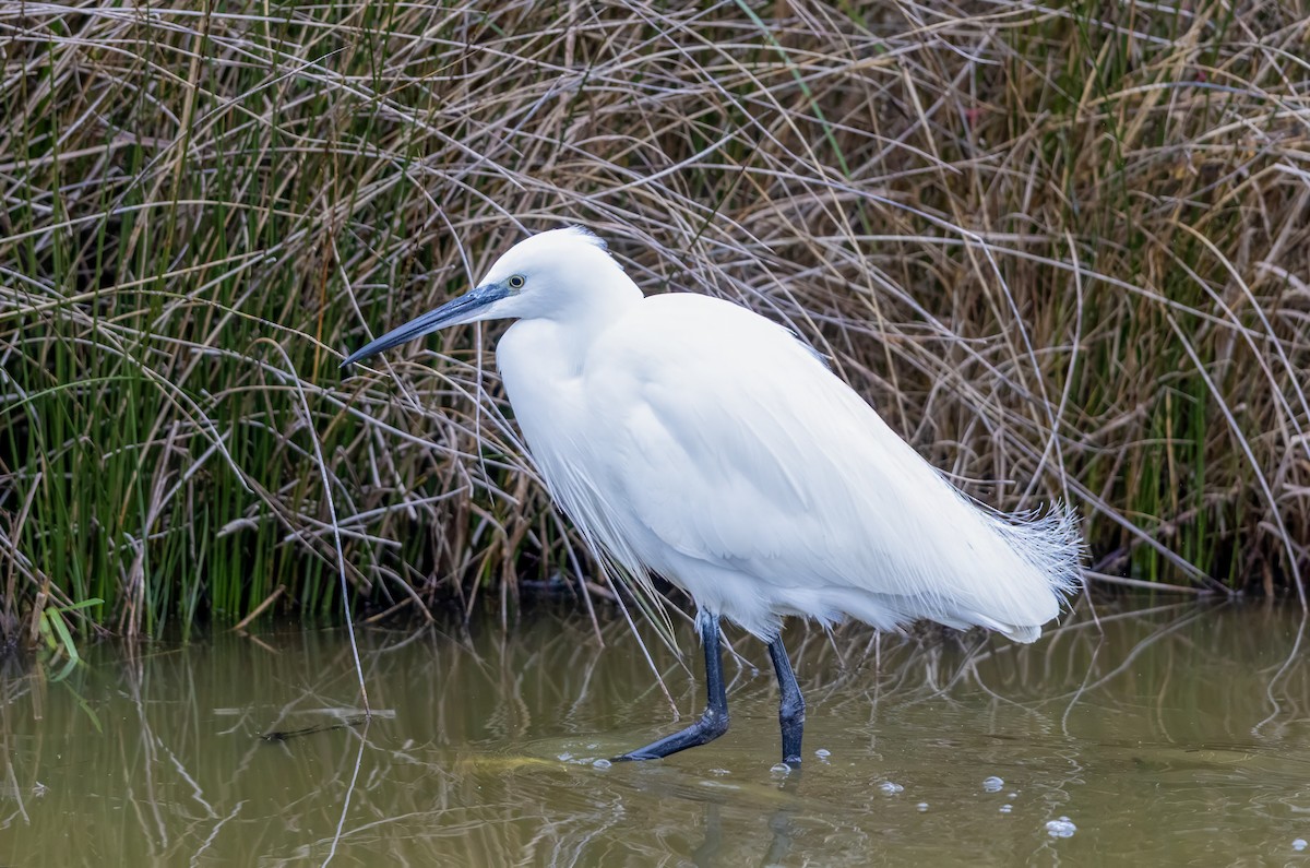 Küçük Ak Balıkçıl - ML645830649