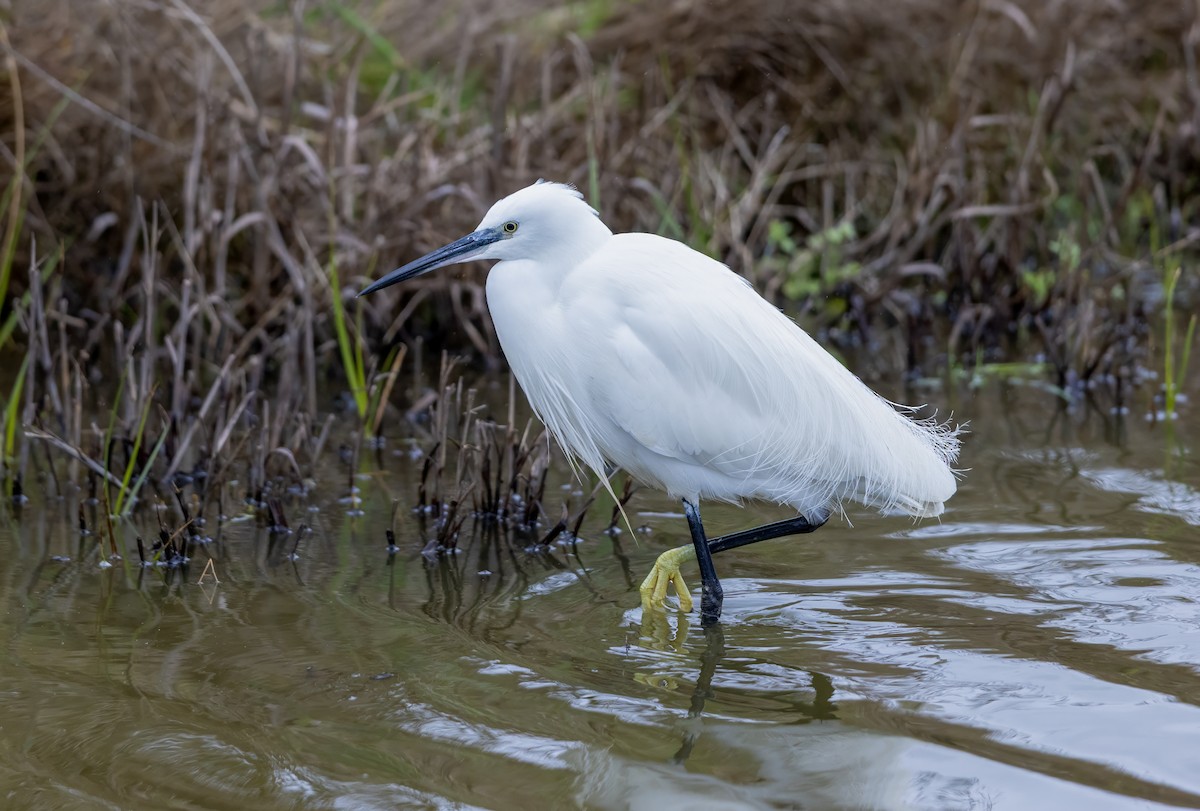 Küçük Ak Balıkçıl - ML645830650