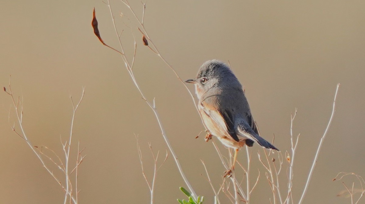 チャバラムシクイ - ML645830661