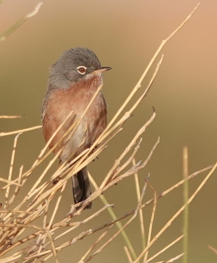 チャバラムシクイ - ML645830662