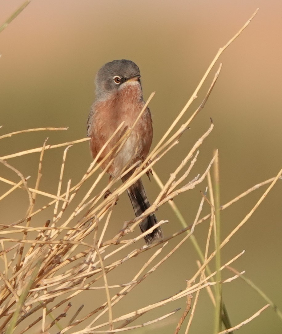 チャバラムシクイ - ML645830663