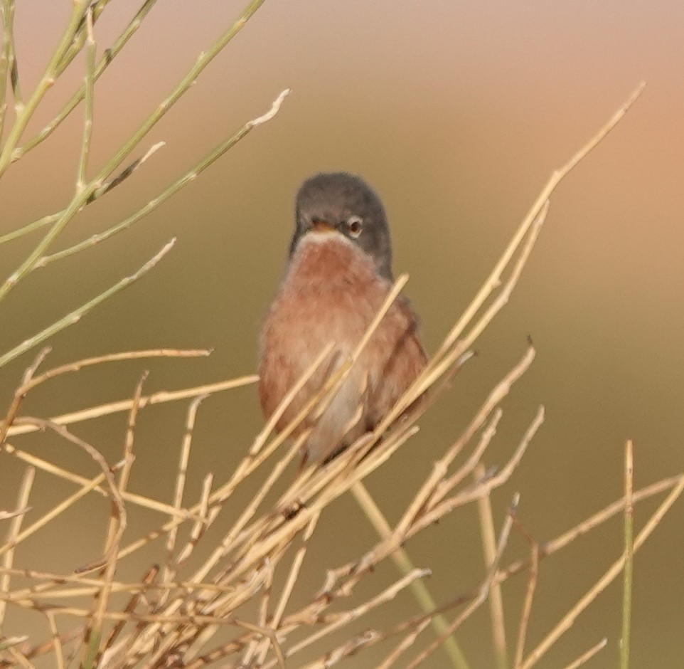 チャバラムシクイ - ML645830664