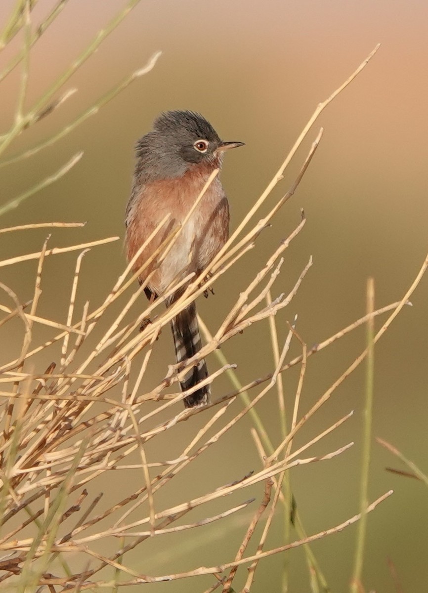 チャバラムシクイ - ML645830665