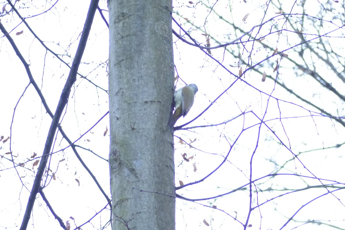 Жовна сива - ML645830676