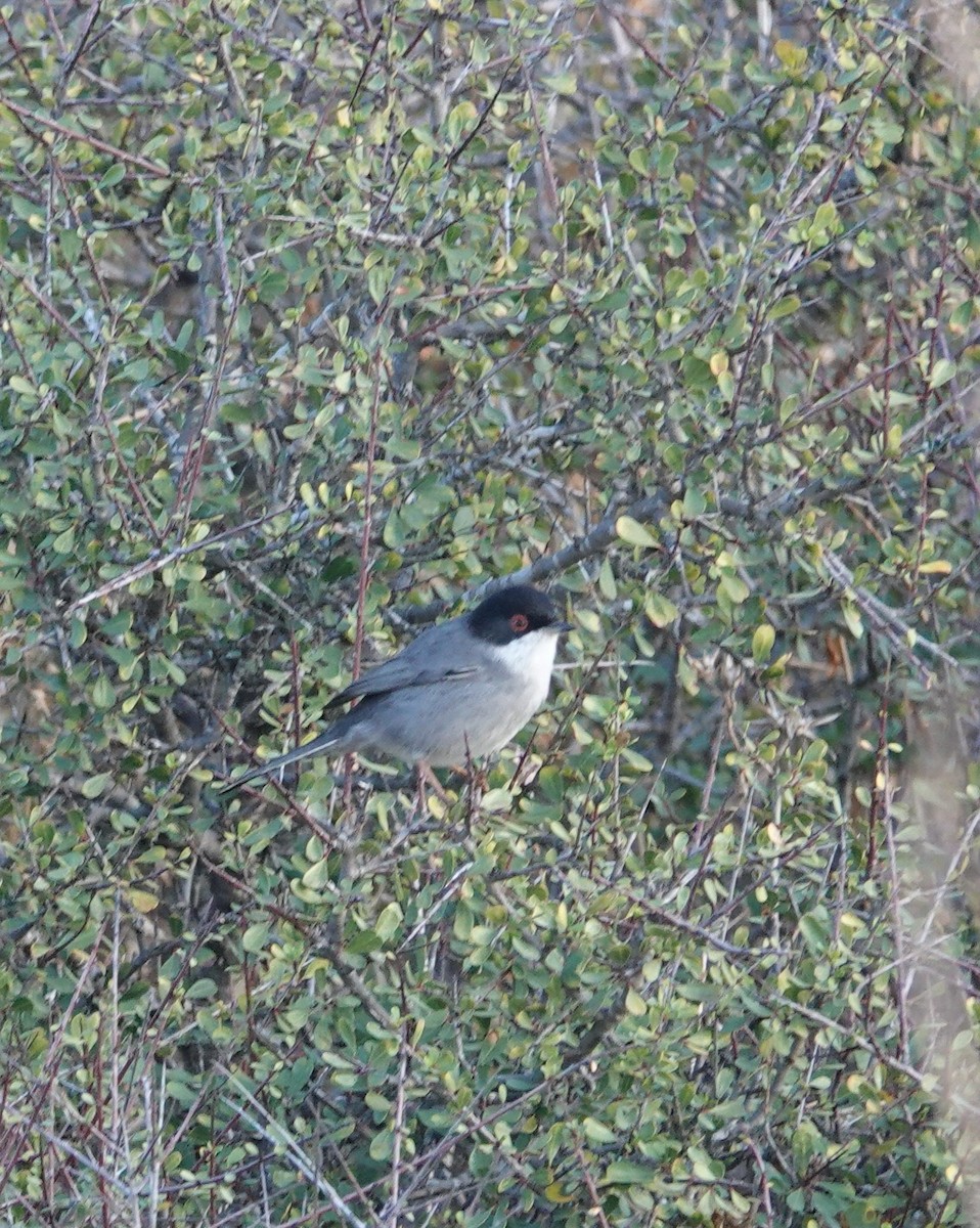 Txinbo burubeltza - ML645830679