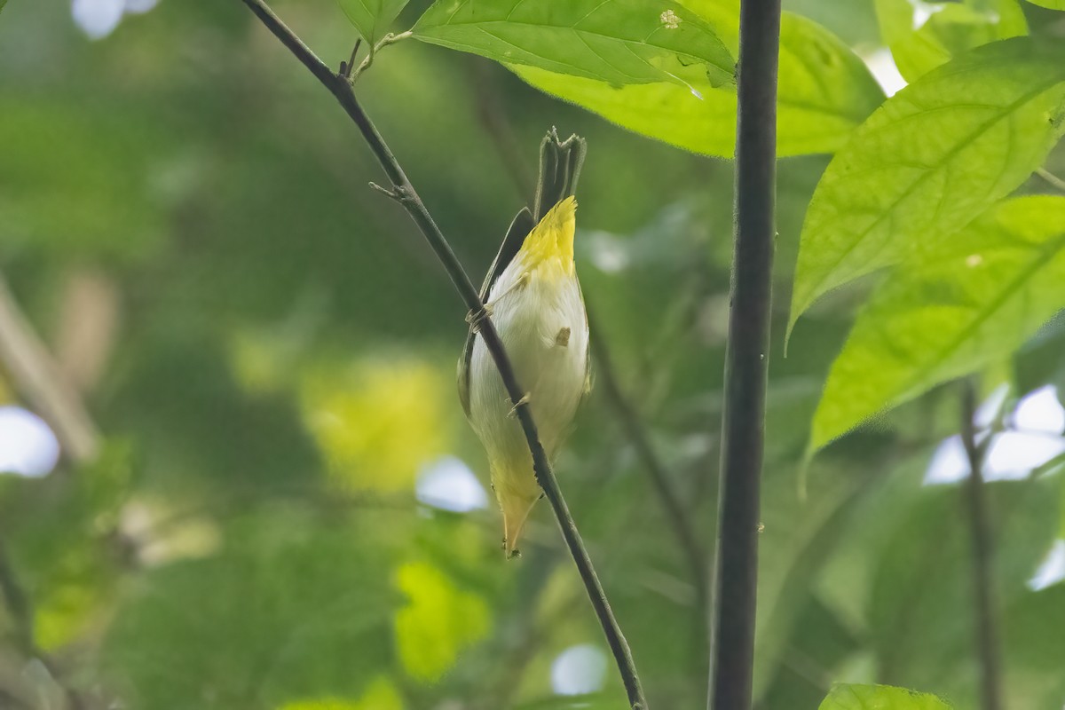 Yellow-vented Warbler - ML645830682