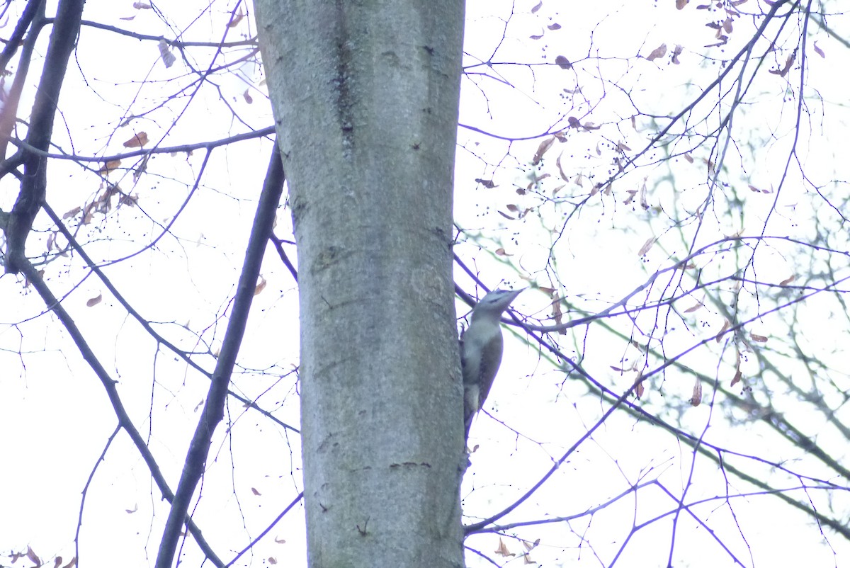 Жовна сива - ML645830683