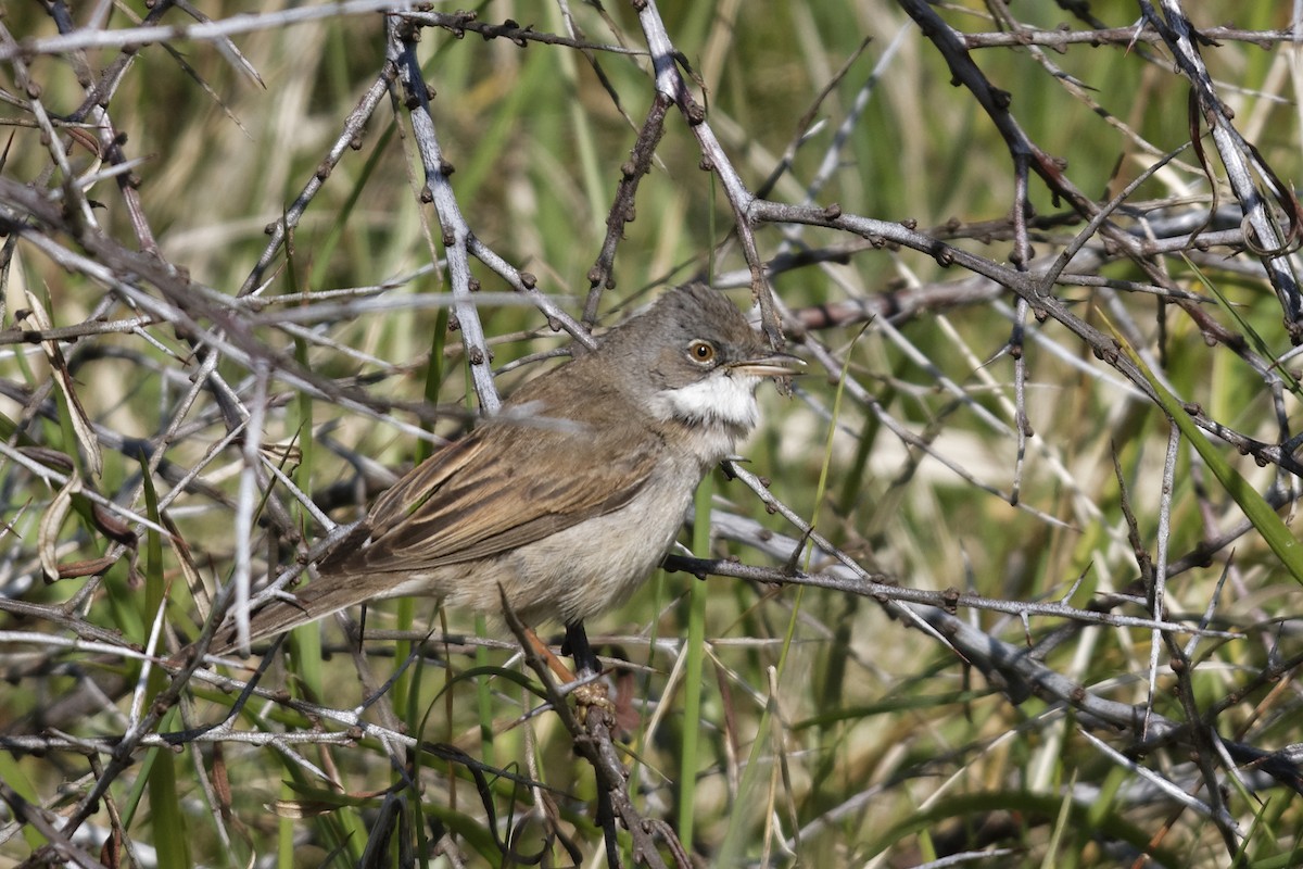 Greater Whitethroat - ML645830684