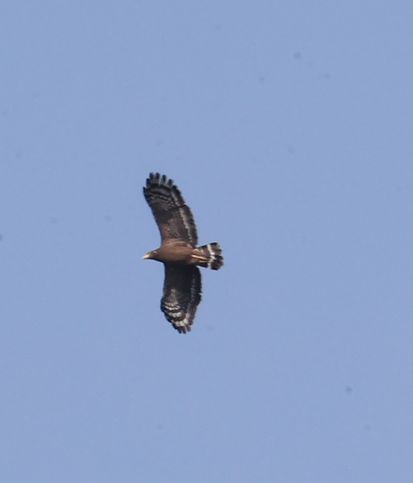 Crested Serpent-Eagle - ML645830686