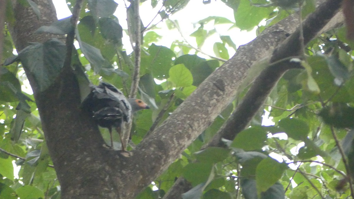 African Harrier-Hawk - ML645830688