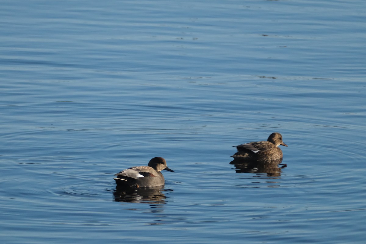 Gadwall - ML645830689