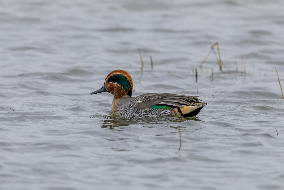 Green-winged Teal (Eurasian) - ML645830690