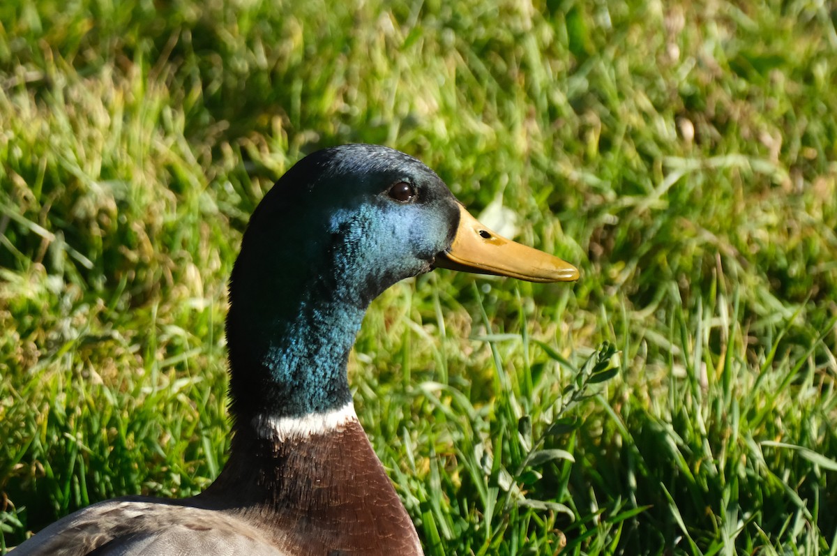 Mallard - ML645830691