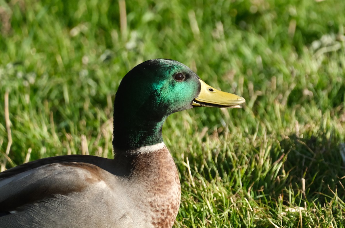 Mallard - ML645830692