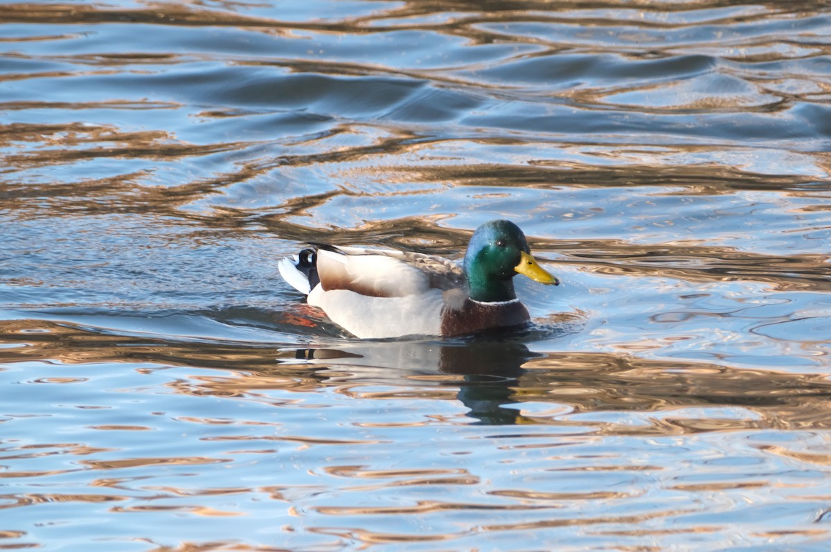 Mallard - ML645830693