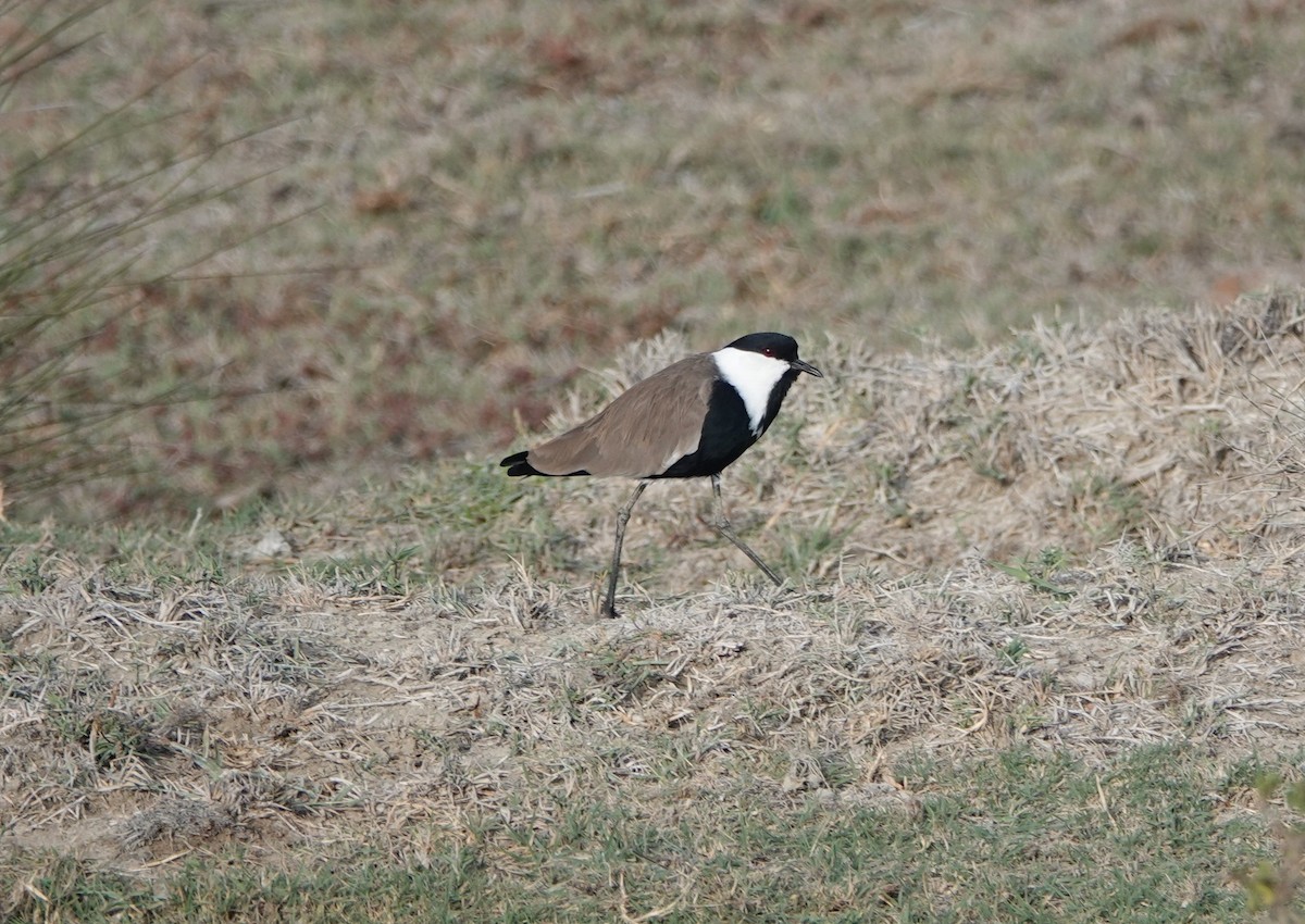 Spur-winged Lapwing - ML645830694