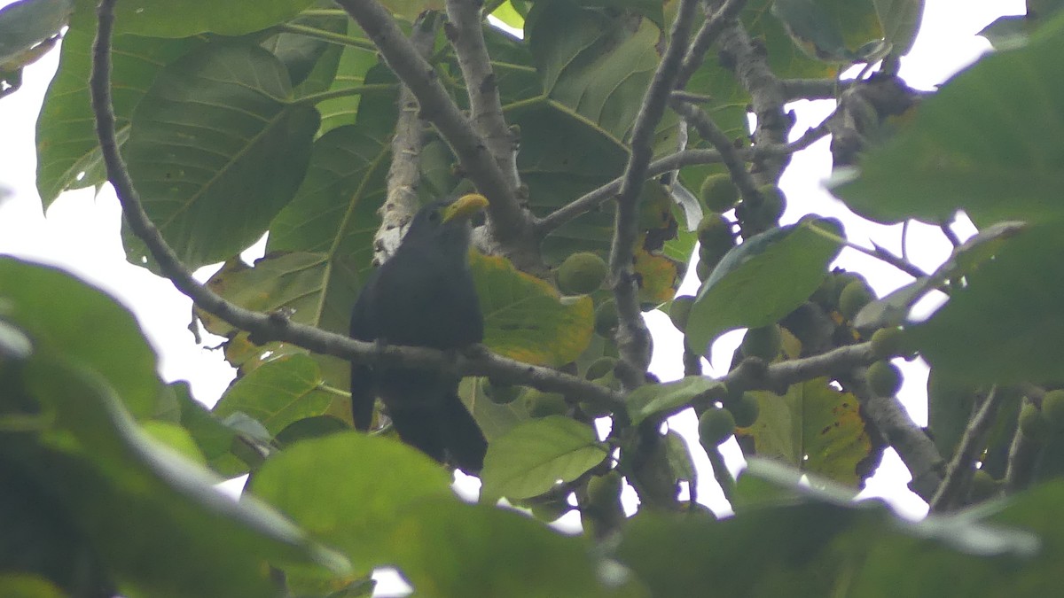 Blue Malkoha - ML645830695